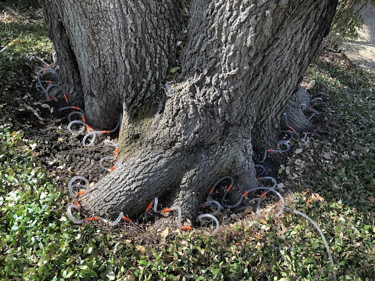 Detailed Tree Cabling and Bracing job site in Walkerton
